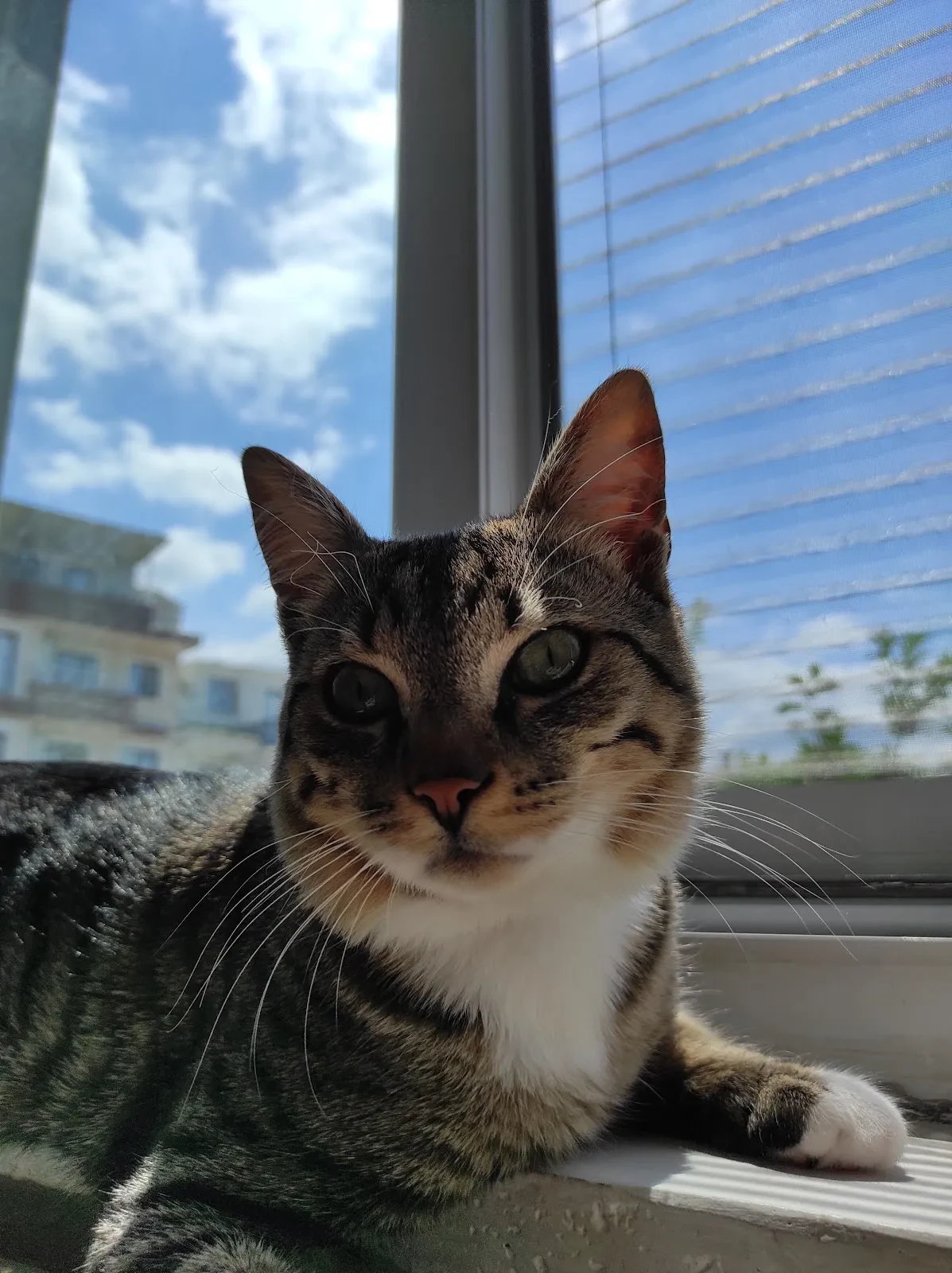 YEŞİL Veteriner Kliniği fotoğraf 3