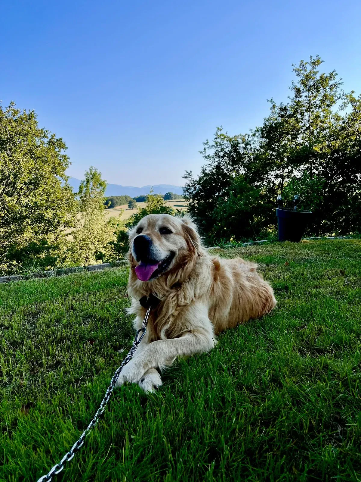 YEŞİL Veteriner Kliniği fotoğraf 4
