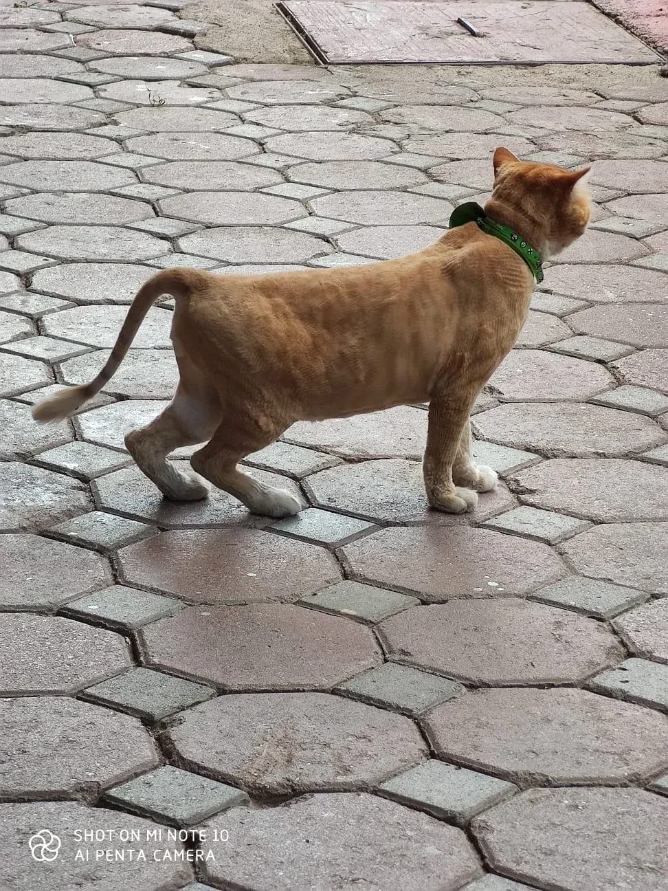 Kartepe Veterinary Clinic