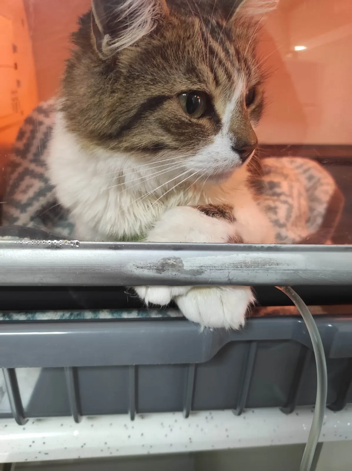 Kartepe Veterinary Clinic fotoğraf 2
