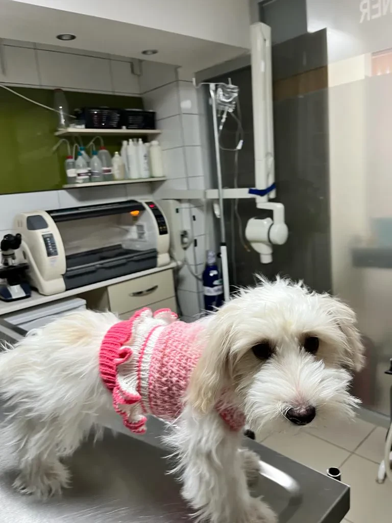 Kartepe Veterinary Clinic fotoğraf 3