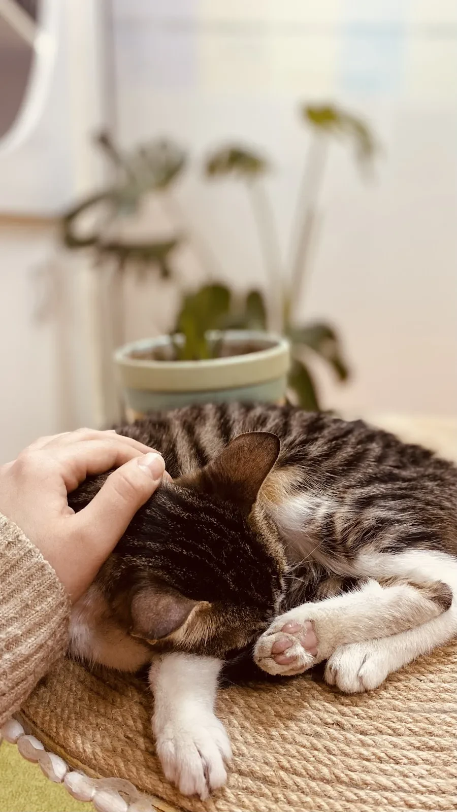 Kartepe Pati-Ka Veteriner Kliniği fotoğraf 2