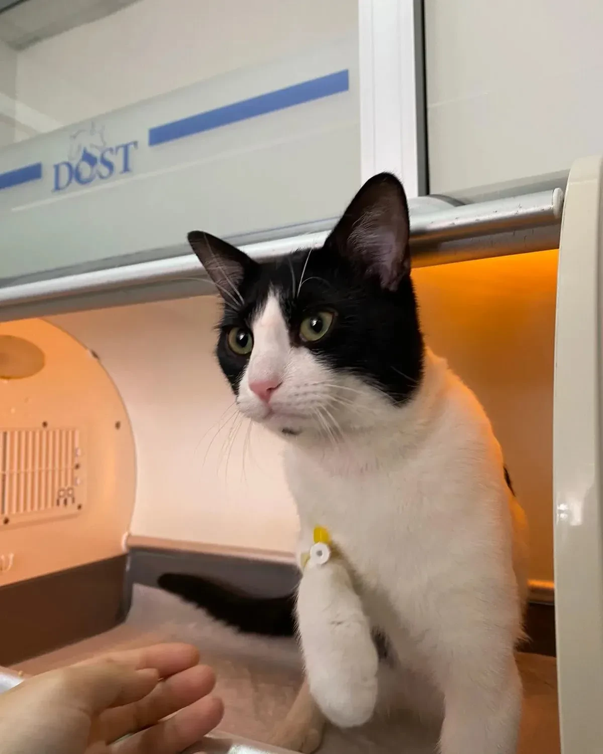 Dost Veteriner Kliniği