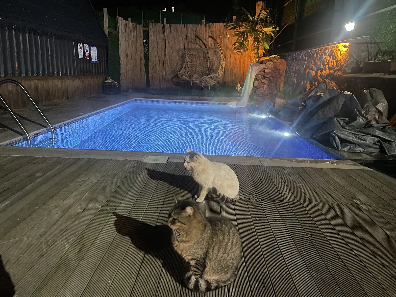 Zengin Bungalow fotoğraf 2